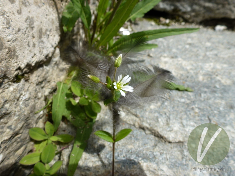 Gewöhnliches Hornkraut: Blüten