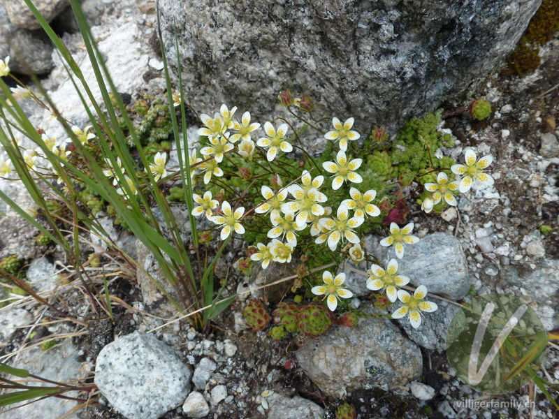 Moosartiger Steinbrech: Blüten