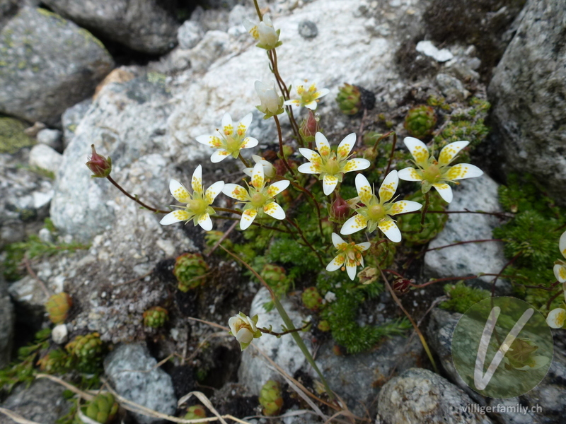 Moosartiger Steinbrech: Blüten