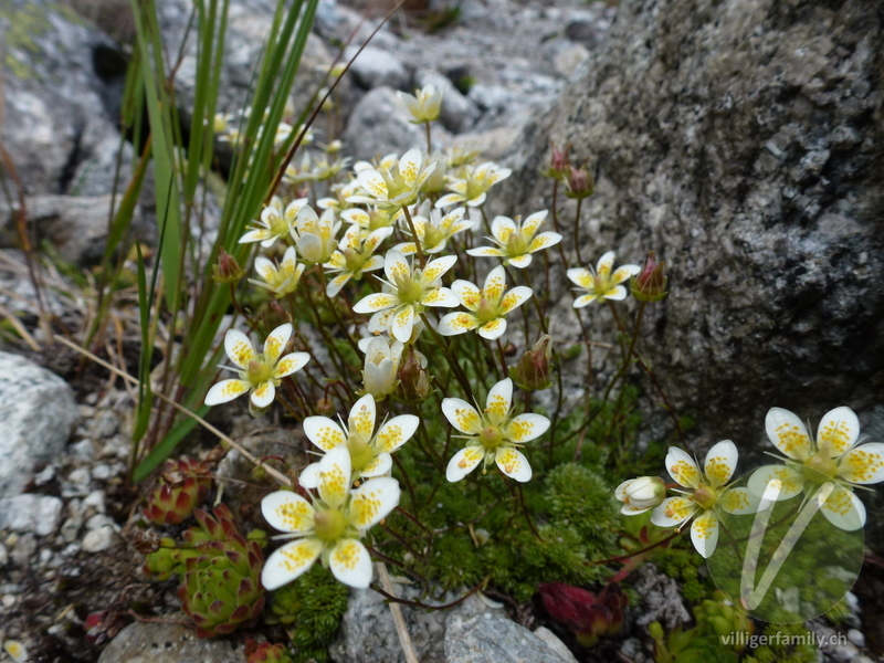 Moosartiger Steinbrech: Blüten