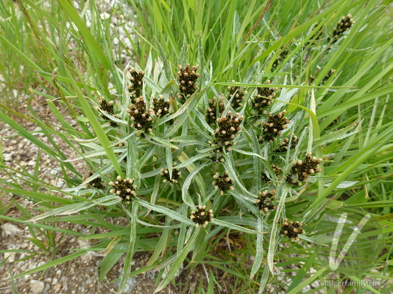 Norwegisches Ruhrkraut: Gesamtbild, Blüten