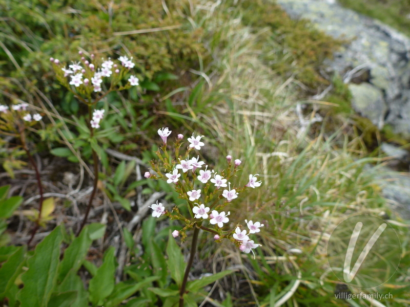 Dreiblatt-Baldrian: Blüten