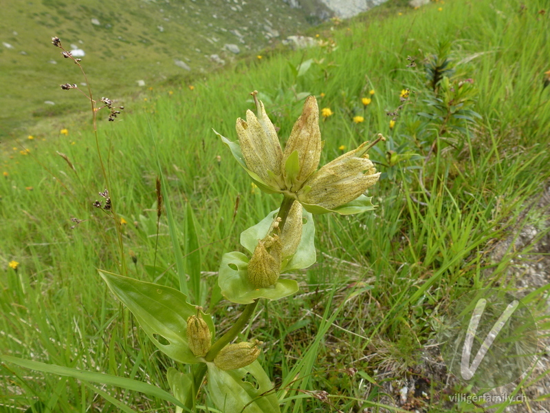 Getüpfelter Enzian: Blüten