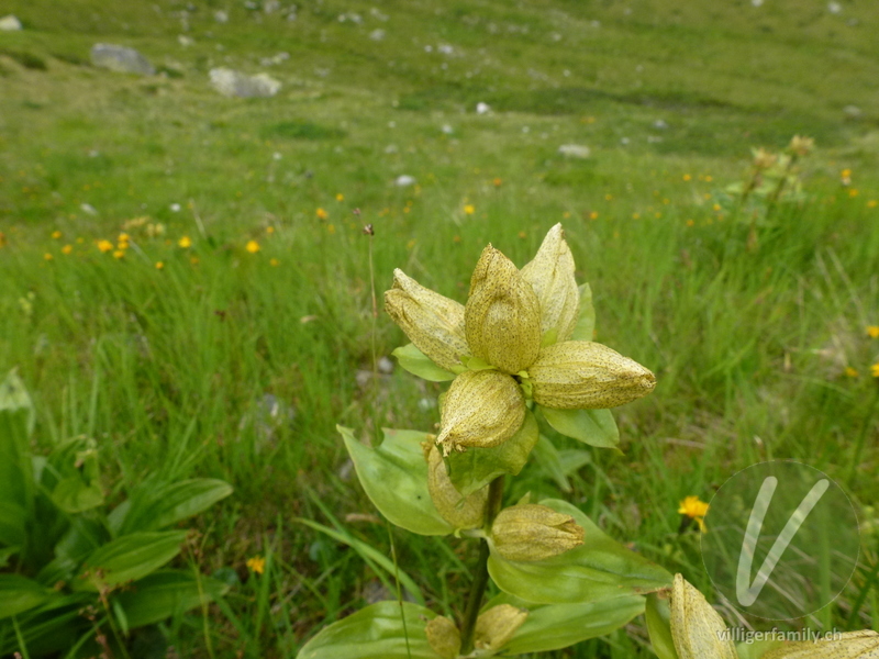 Getüpfelter Enzian: Blüten