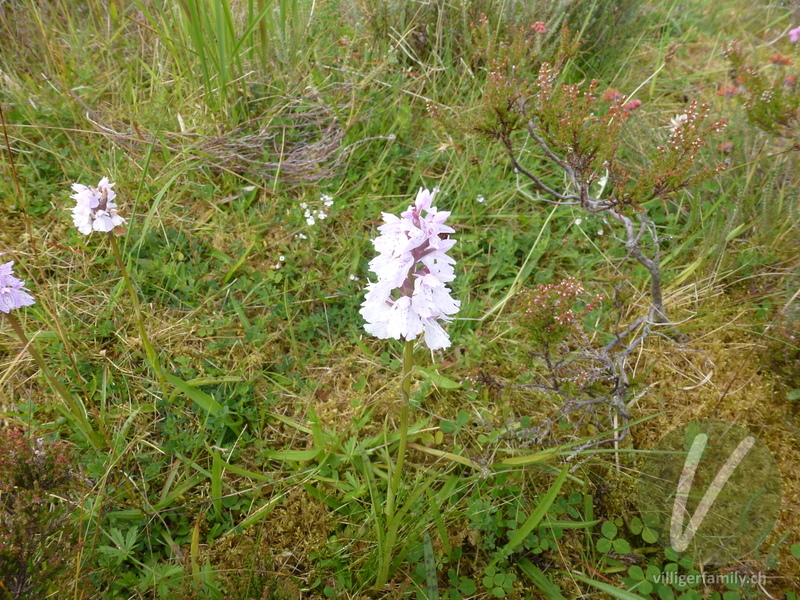 Gewöhnliches Geflecktes Knabenkraut: Blüten