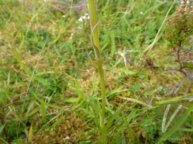 Gewöhnliches Geflecktes Knabenkraut: Blätter, Stengel