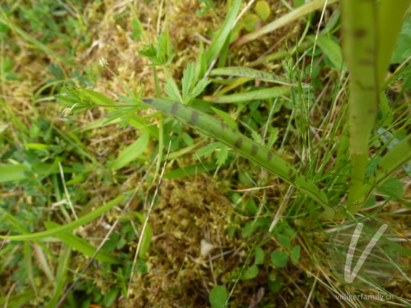 Gewöhnliches Geflecktes Knabenkraut: Blätter