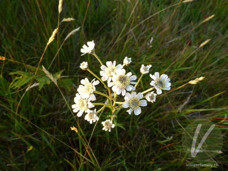 Sumpf-Schafgarbe: Blüten