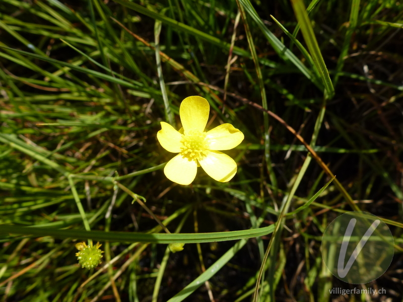 Kleiner Sumpf-Hahnenfuss: Blüten