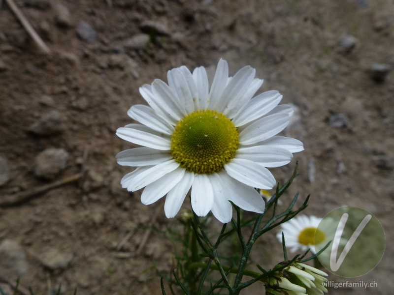 Geruchlose Strandkamille: Blüten