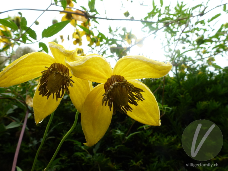 Gold-Waldrebe: Blüten