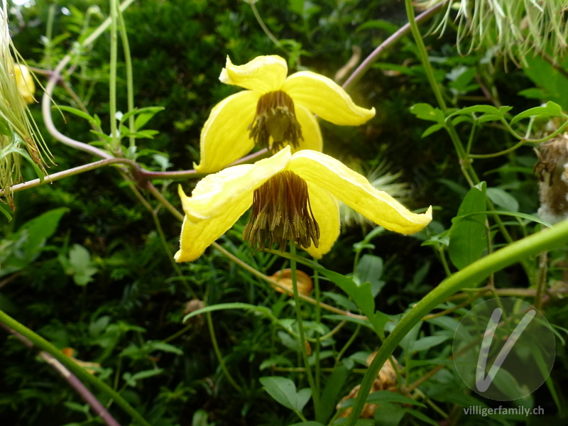 Gold-Waldrebe: Blüten