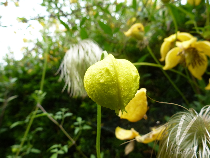 Gold-Waldrebe: Blüten