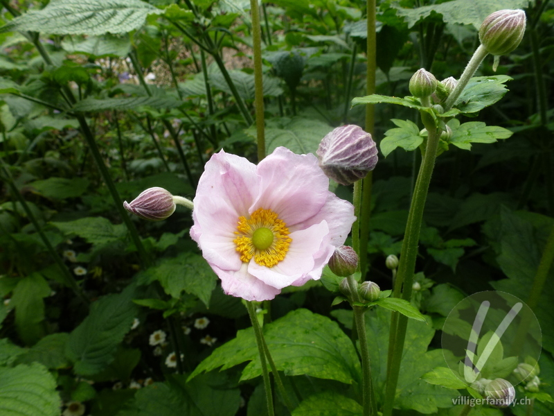 Herbst-Anemone: Blüten