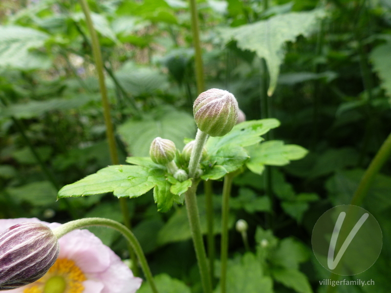 Herbst-Anemone: Blüten