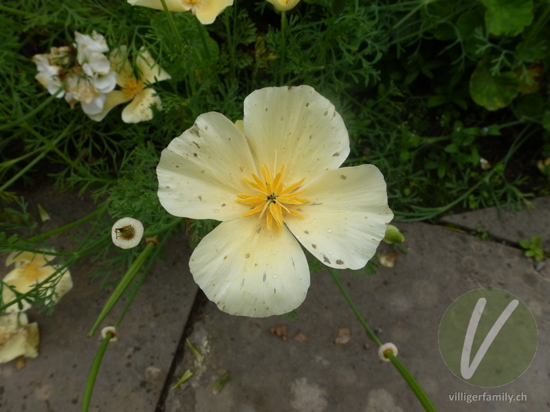 Kalifornischer Mohn: Blüten