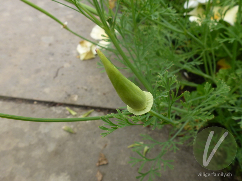 Kalifornischer Mohn: Früchte