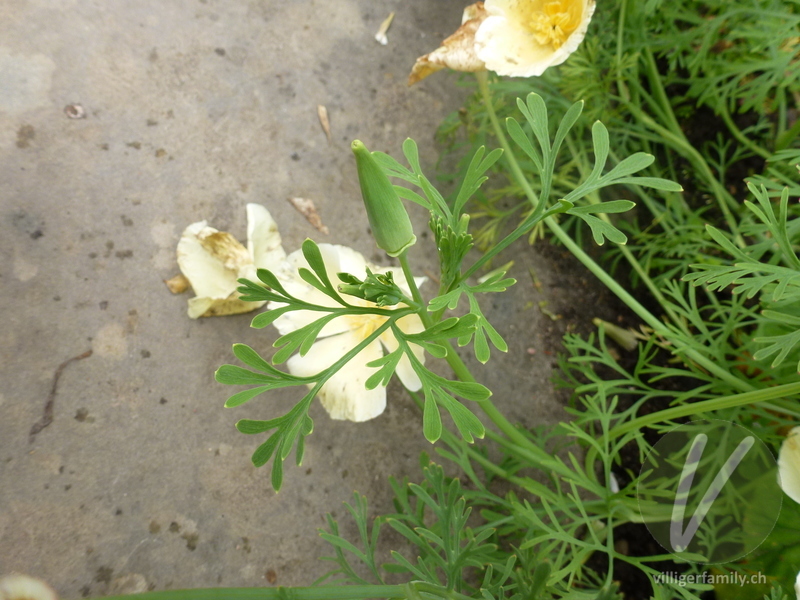 Kalifornischer Mohn: Blätter, Früchte