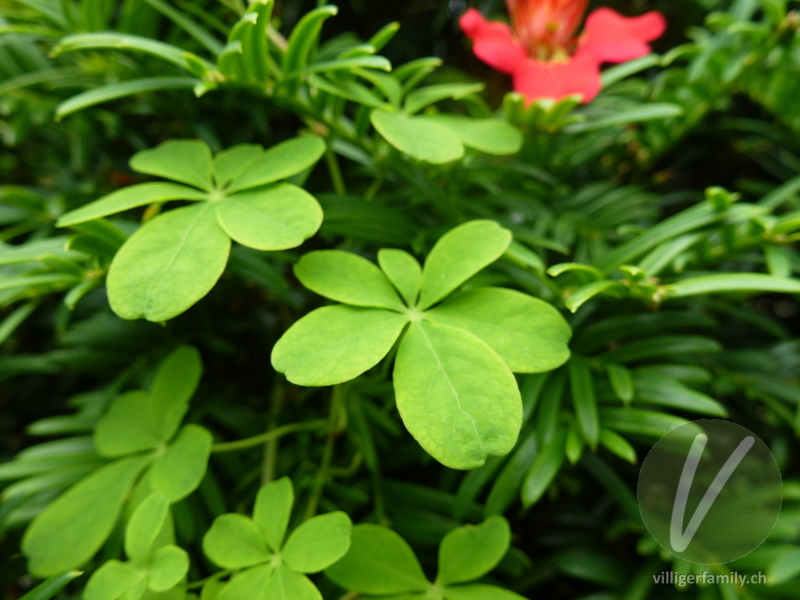 Kapuzinerkresse (Tropaeolum speciosum): Blätter