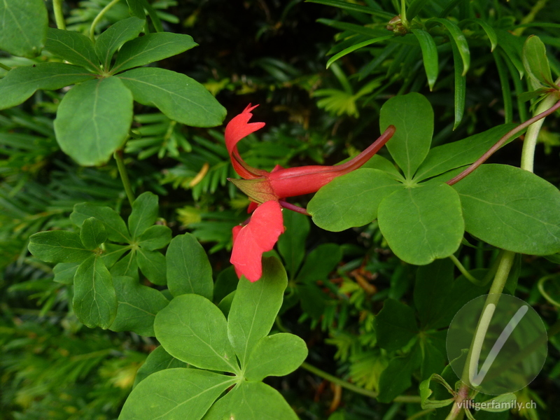 Kapuzinerkresse (Tropaeolum speciosum): Blüten