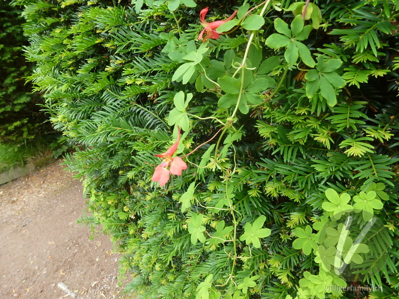 Kapuzinerkresse (Tropaeolum speciosum): Gesamtbild