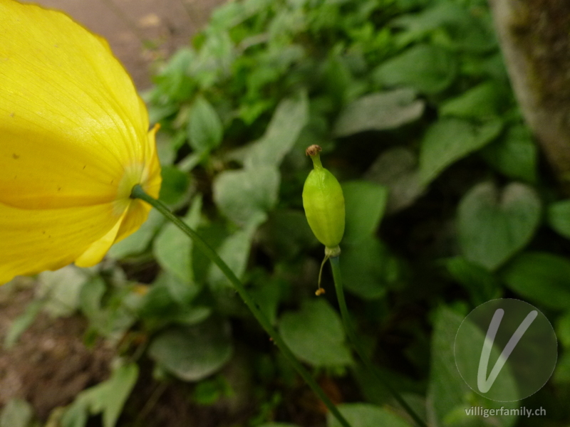 Kambrischer Scheinmohn: 