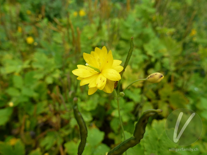 Schöllkraut: Blüten