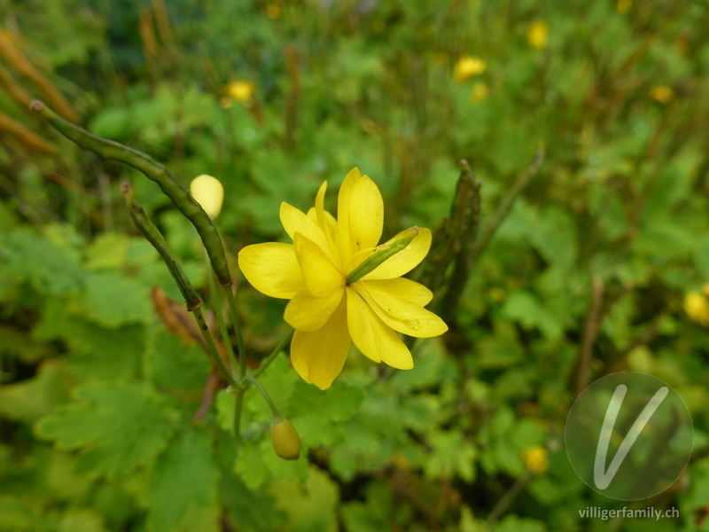 Schöllkraut: Blüten