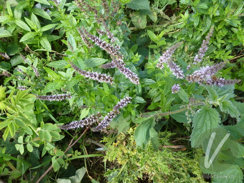 Ross-Minze: Blüten, Gesamtbild