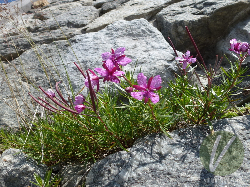 Fleischers Weidenröschen: Blüten, Gesamtbild