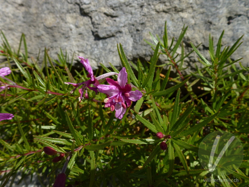 Fleischers Weidenröschen: Blüten