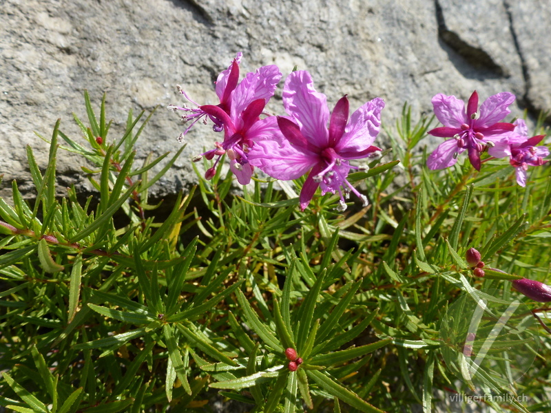 Fleischers Weidenröschen: Blüten, Blätter