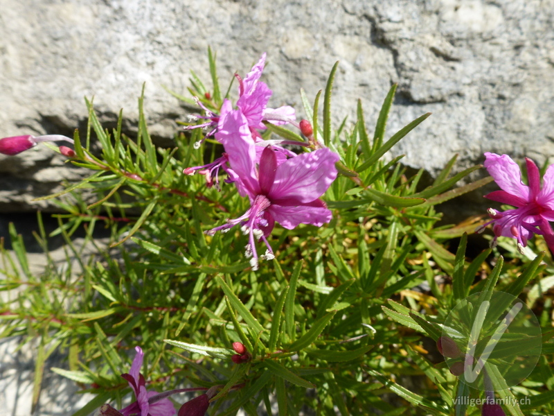 Fleischers Weidenröschen: Blüten