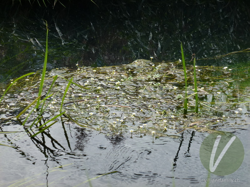 Gewöhnlicher Haar-Wasserhahnenfuss: Gesamtbild