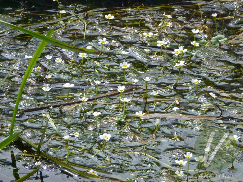 Gewöhnlicher Haar-Wasserhahnenfuss: Blüten