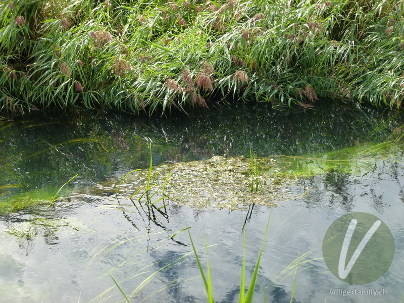 Gewöhnlicher Haar-Wasserhahnenfuss: Gesamtbild