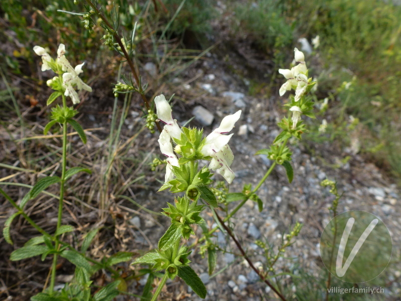 Gewöhnlicher Aufrechter Ziest: Blüten, Früchte