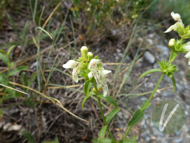 Gewöhnlicher Aufrechter Ziest: Blüten