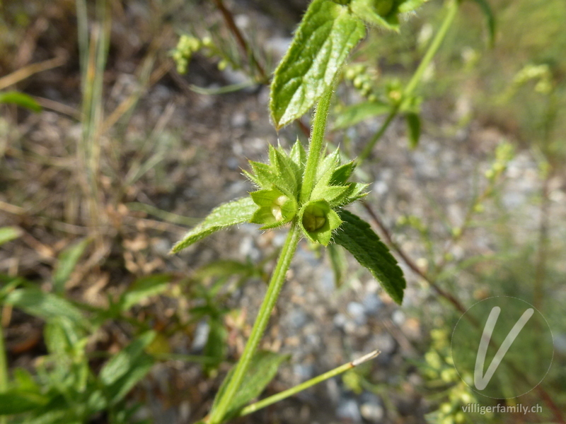 Gewöhnlicher Aufrechter Ziest: Früchte, Blüten