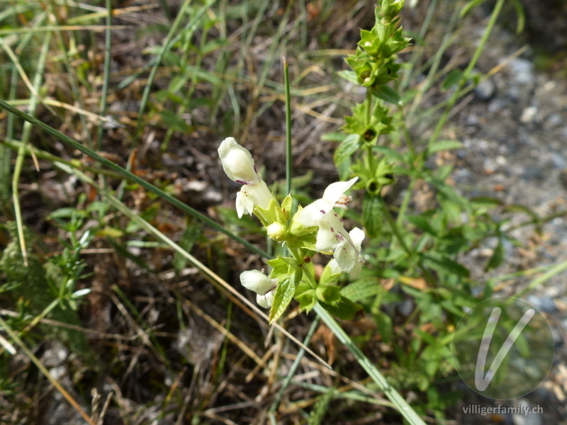 Gewöhnlicher Aufrechter Ziest: Blüten