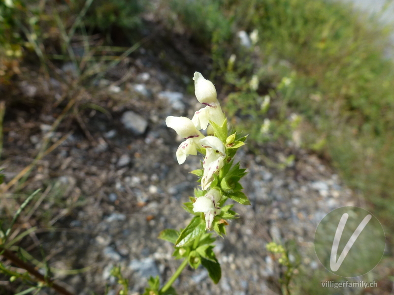 Gewöhnlicher Aufrechter Ziest: Blüten