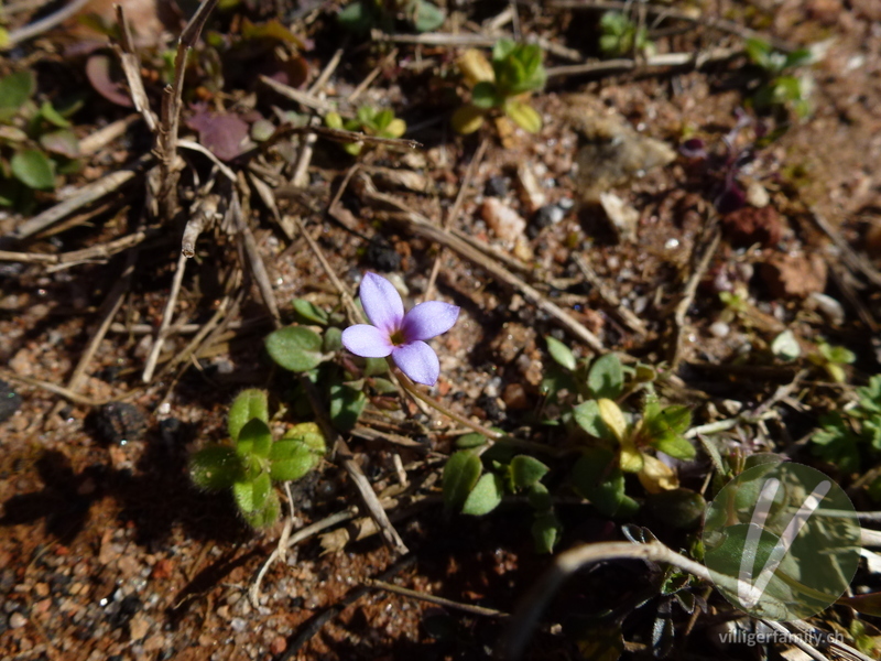 Engelsauge (Houstonia pusilla): Blüten