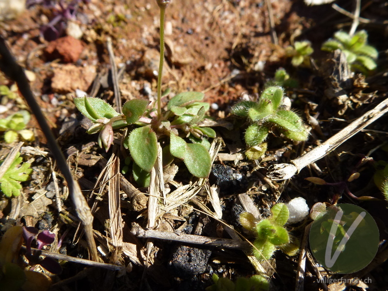 Engelsauge (Houstonia pusilla): Blätter