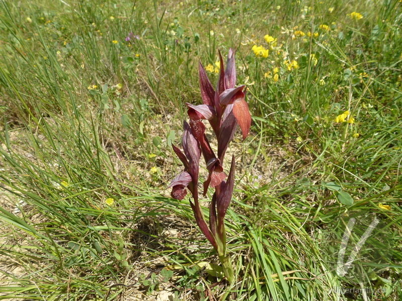 Pflugschar-Zungenstendel: Gesamtbild, Blüten