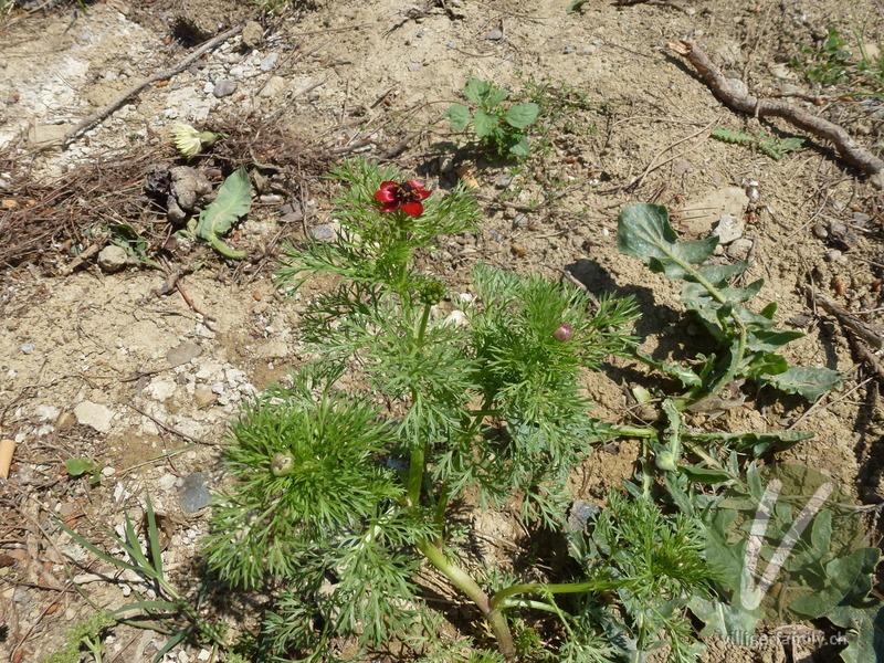 Sommer-Blutströpfchen: Gesamtbild, Blüten