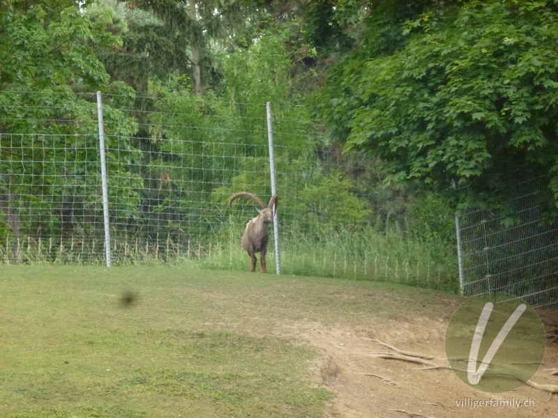 Alpen-Steinbock: 