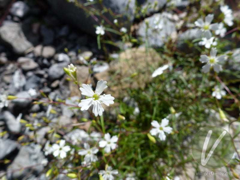 Strahlensame: Blüten