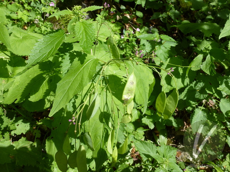 Wilde Mondviole: Gesamtbild, Früchte