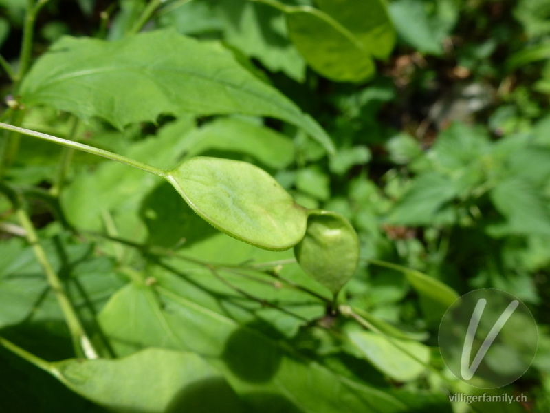 Wilde Mondviole: Früchte