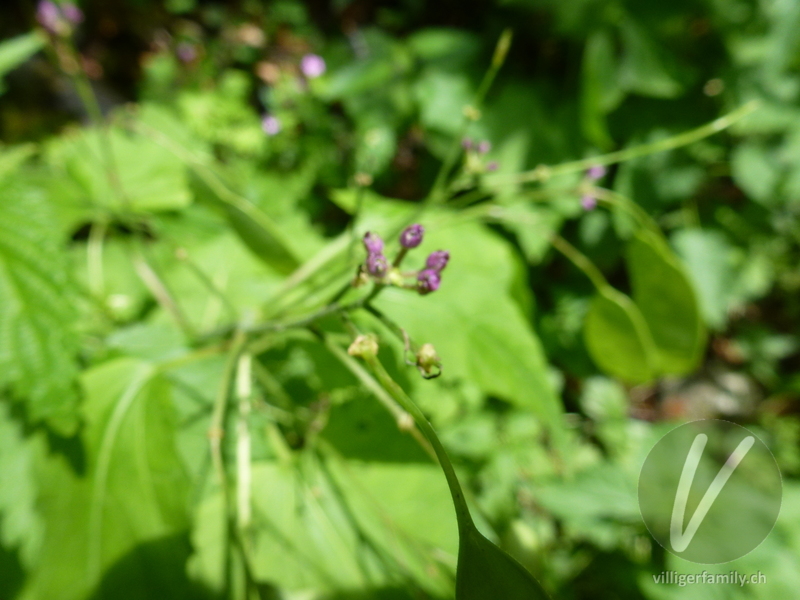 Wilde Mondviole: Blüten